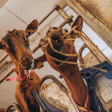 Les De Pierrot 코네