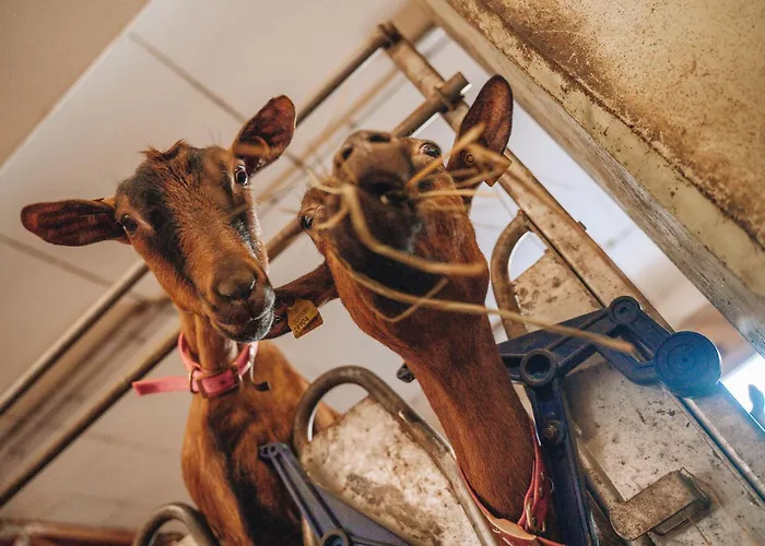 Les De Pierrot Cogne